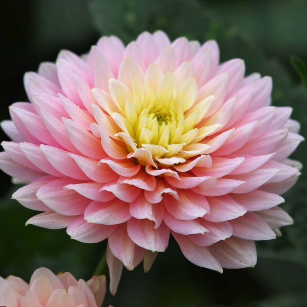 Meet your Posher, Yen